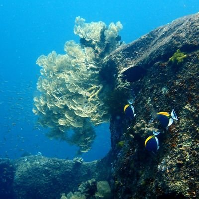 FreetomTommy's profile picture. work hard