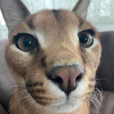 boperc7's profile picture. '02