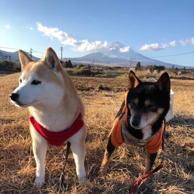 Twitter初心者です。ご迷惑お掛けしたらすみません。愛犬なっちゃんのこと、保護犬のはるちゃんのこと。孫4人のこと、スポーツ、そして青の君のことなど、ひとりごと。健康第一。マイペースで。