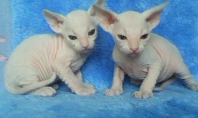 Sphinxyara's profile picture. Чем дальше узнаю родственников,тем больше люблю  ...кошек))