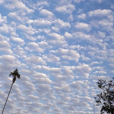 taekii_twt's profile picture. JRF of @Lab_CGIFT in @ManipurUniverse #Genecology #TreeImprovement #ForestEcology #ForestConservation #NorthEast