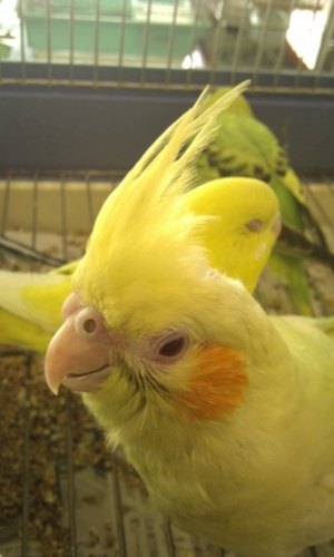 土佐で高知の一番古い鳥屋で小鳥店。セキセイ、オカメインコ、文鳥の手乗りが人気やき。　今までの小鳥の写真ながーもいれ　ちゅうきにみちょいてや。営業時間10-18時、定休日は金曜。検索は「小鳥店 高知」「小鳥専門店 高知」フェイスブックも見てや。