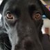 Black Labs Matter (@fire_straight) Twitter profile photo