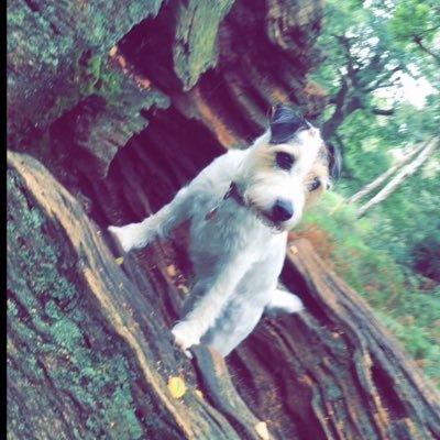 Hi I’m Fizz a very lively Lady Parson Russell Terrier living near Sherwood Forest.  I love my forest walks, meeting my lovely friends and making new friends.