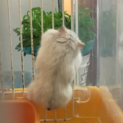 machanmattetene's profile picture. 金属バット、ダイタク、囲碁将棋、梅田サイファー、Number_iの推し活専用。お笑いと音楽浅く広く。 ともだちになろうよ🍺