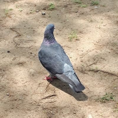 タナカ161🍔さんのプロフィール画像