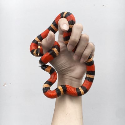 Cate23666's profile picture. Rick Owens - Plants - Reptiles 🏳️‍🌈🇻🇳
