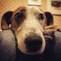 Limerick Bot (@botlimerick) 's Twitter Profile