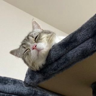 mochi0_daisuki's profile picture. もち〇日記について熱くツイートします ！！！！！！私はもち〇日記の下僕の真の目的を知っています…...猫のコミュニティで批判的な意見を述べると言論統制されるのに苛立ちを覚えています。同士を求めてます是非フォロー