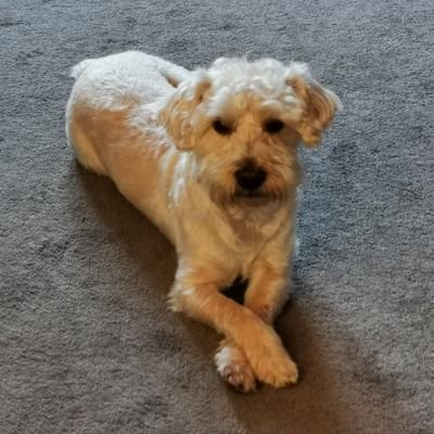 Hi, my name is Doogle and I am a #Westiepoo.. there isn't many of me around! I love my walks, playing fetch with a ball and sleeping! what more could I ask for?