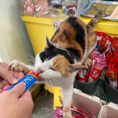 Ruinringring's profile picture. 困難模式