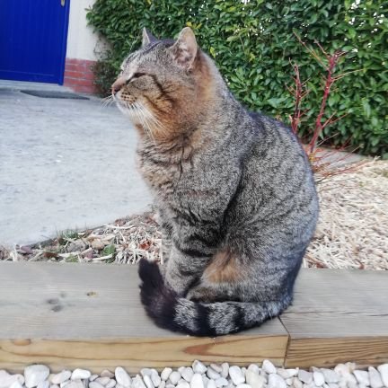 VersavelLucas's profile picture. 