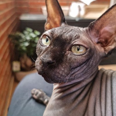 Cuenta B, proyecto de Padre, Marido, Andaluz, respeto ante todo.
Te acepto si me aceptas.