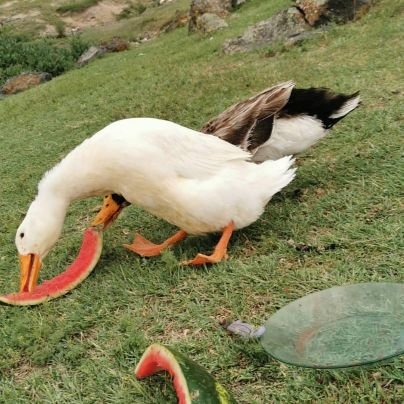 MehmetaliY31's profile picture. Uzman psikolog