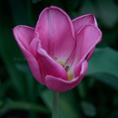 AveMari15391589's profile picture. Just my photo out and about