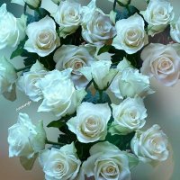 Gül Kokusu (@_gul_kokusu_) 's Twitter Profile