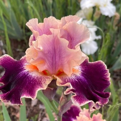 We are a non-profit org. with the purpose of educating the beautiful state of Oklahoma about Irises. Affiliate of the American Iris Society, Region 22. Est.1932