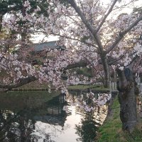 ふぁー (@faa58) 's Twitter Profile