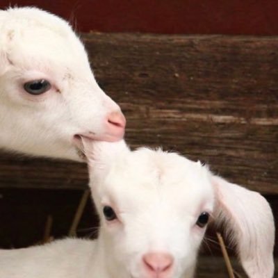 gerekmez_omer's profile picture. 