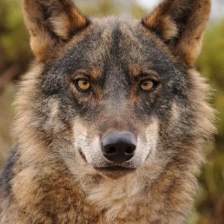 Javielheavy1's profile picture. Ni rojo, ni azul: criterio y justicia
Top Boxing: los mejores guantes que use