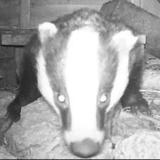 Wildlife videos from a Wiltshire garden.  Mostly badgers & foxes now, but started with hedgehogs.  Local cats sometimes feature.  Also videos on camera setup.