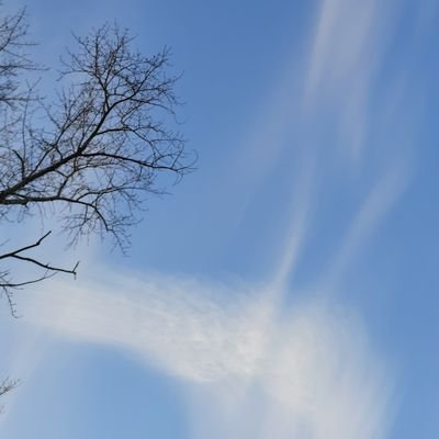 greylagtwts's profile picture. 