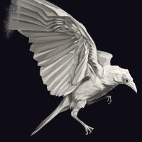 Reality? (@a__white__raven) 's Twitter Profile