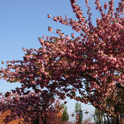 cst_library_nu's profile picture. #日本大学理工学部 #日本大学 #日大 #日大理工 #理工学部 #cst #nichidairikou #nichidai #nihonuniversity #nihon_u #日本大学図書館 #理工学部分館 #船橋図書館 #駿河台図書館 #library #cst_library