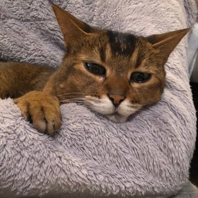 Anne kaede ...........…猫変態🐈のナレーター🎤 チー19歳♂🌈溺愛中🐈⬛#Voicy #東スポCH! パーソナリティ❤︎是非お聴きください⬇️👂#ジャズ ライブ出演中 TapSecond所属 https://t.co/S0oVRnwj6j #jazz #ねこ