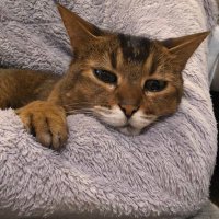 楓あん (@annekaede1884) 's Twitter Profile