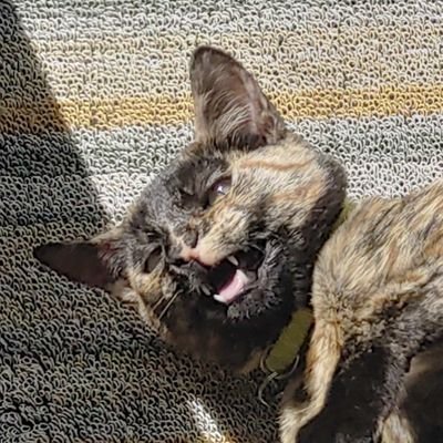 brndnhnkl's profile picture. 