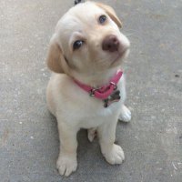 Tiny Yellow Puppy (@tinyyellowpuppy) 's Twitter Profile
