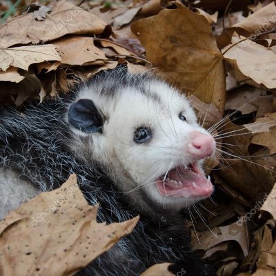 20Possums Profile Picture