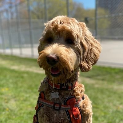 Livin the best 🐕‍🦺 life F1-B #GoldenDoodle🎁10/02/20📍Toronto 🇨🇦 Frequent user of Ramsden & Sherwood Parks ⭐️Account operated by @guffer99 ⭐️.