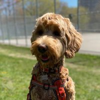 Mazie McArmstrong(@maziedoodle2020) 's Twitter Profile Photo