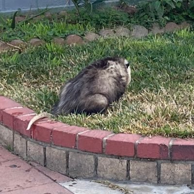 basedtovar's profile picture. built like Hank Hill