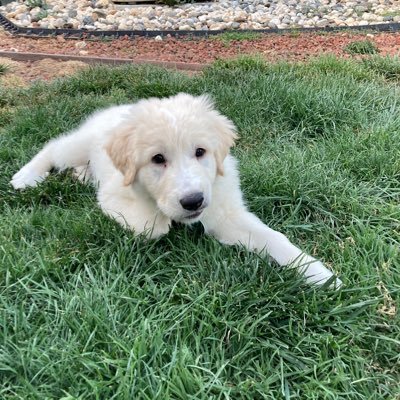 My name is Aspen and I am a Great Pyrenees puppy. Follow me on my many adventures with my canine siblings. Adopt don’t shop. Rescued are the best kind of dog.