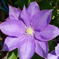 Mary Jo Bohrman (@mojobo80) 's Twitter Profile