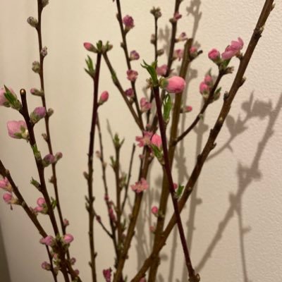 mqkvw41's profile picture. 35歳、#不妊治療 からのようやく妊娠。  #月経困難症 #生理不順 #多嚢胞性卵巣症候群 ゆるく日々の生活のつぶやきを発信できればと思います。