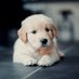 Pets Funny Videos (@petsfunnyvideos) Twitter profile photo Pets Funny Videos (@petsfunnyvideos) Twitter profile photo