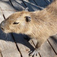 Critters 2(025!) Go ๐พ๐ฐ๏ธ๐๐๐พ (@critters2go) 's Twitter Profile