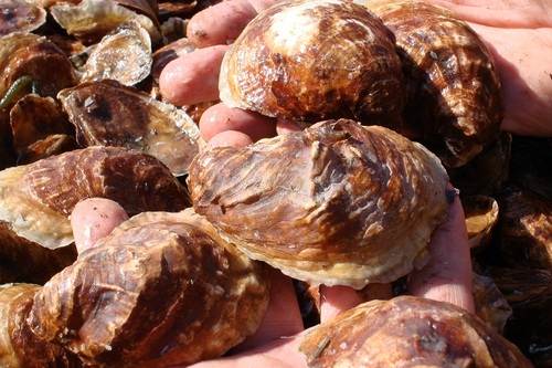 Oysternalia's profile picture. 