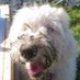 BennyBigPaws (@bennypaws) Twitter profile photo BennyBigPaws (@bennypaws) Twitter profile photo