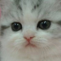 ぷくり (@pukuri_cat) 's Twitter Profile Photo