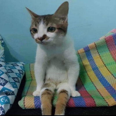 im a cat pspsps
Who cares if i spied on CL for GSG
I donated alot of sets a Ferox and now im cleaned