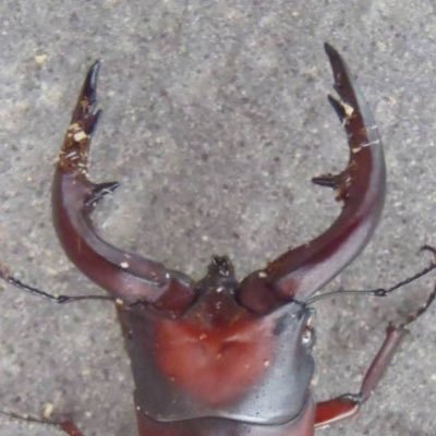 speedmaster77's profile picture. 