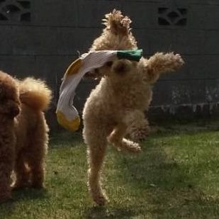 キラキラボート ある日のはっさく はっさく 犬のいるくらし