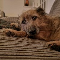 Norman OTRB (@normanisadog) 's Twitter Profile