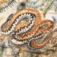 Riverside Adders (@rps_adders) 's Twitter Profile