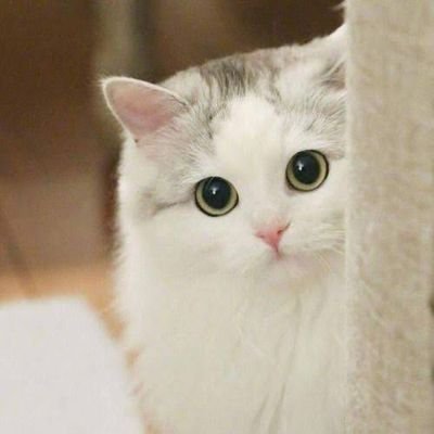 chikaaa0612's profile picture. 